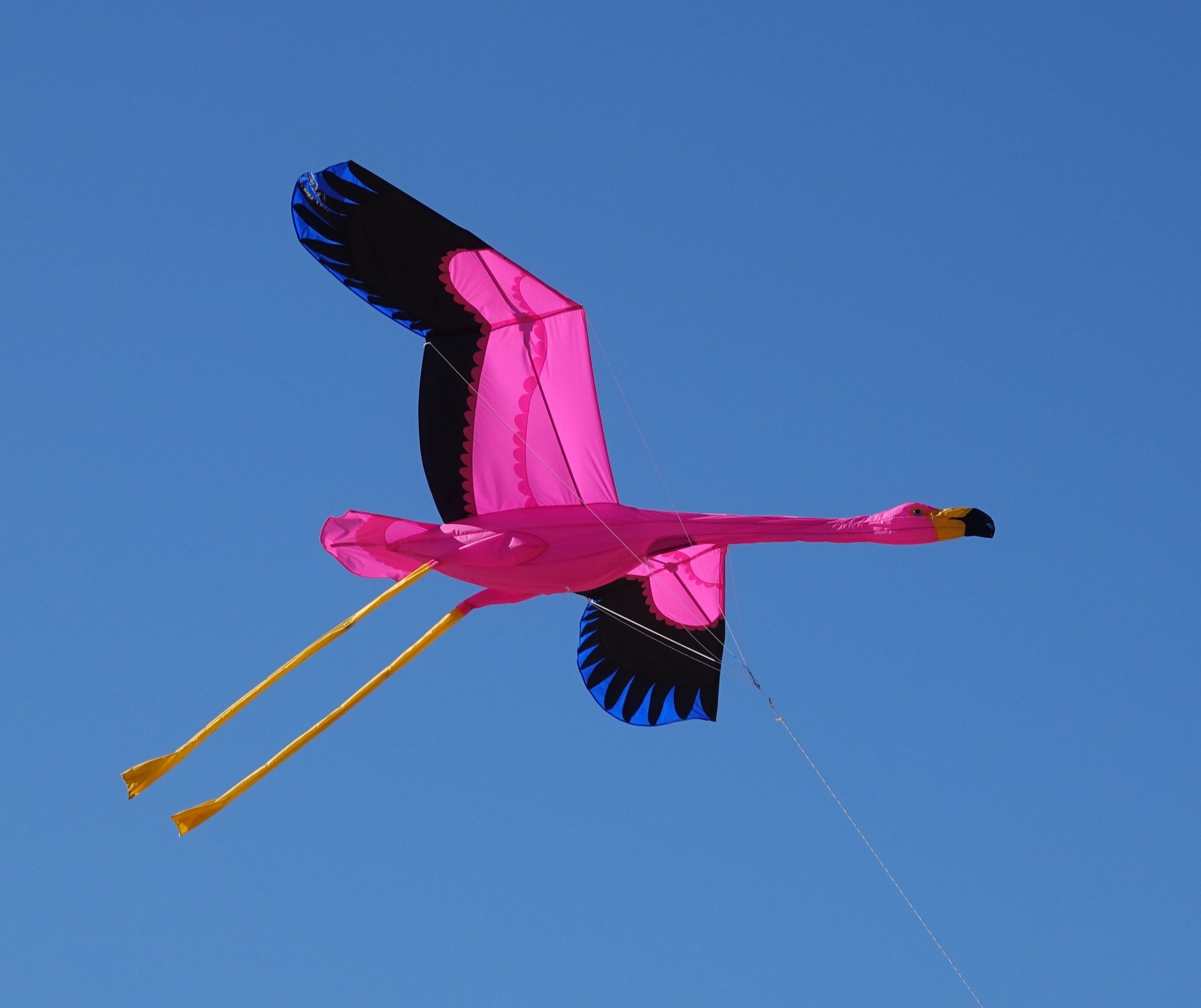 Pink Floyd the Flamingo 